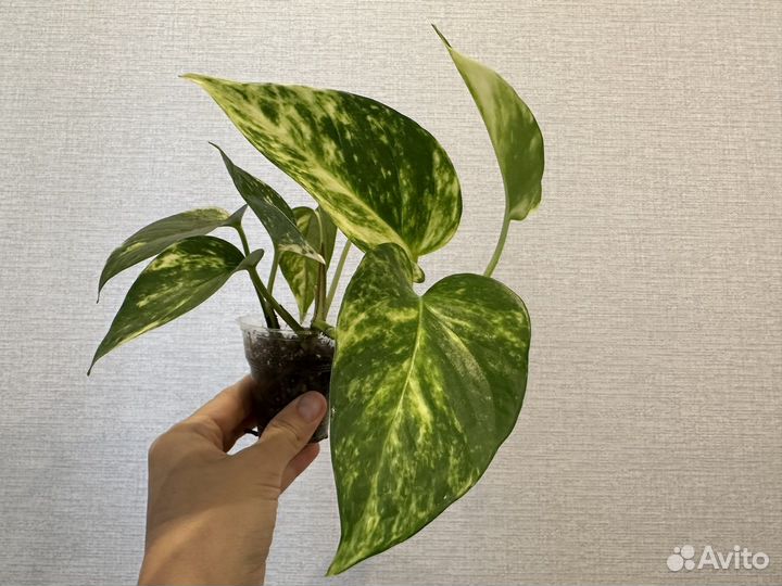 Эпипремнум, Сциндапсус