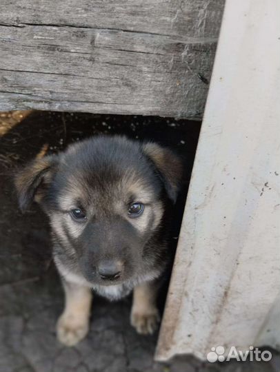 Щенки