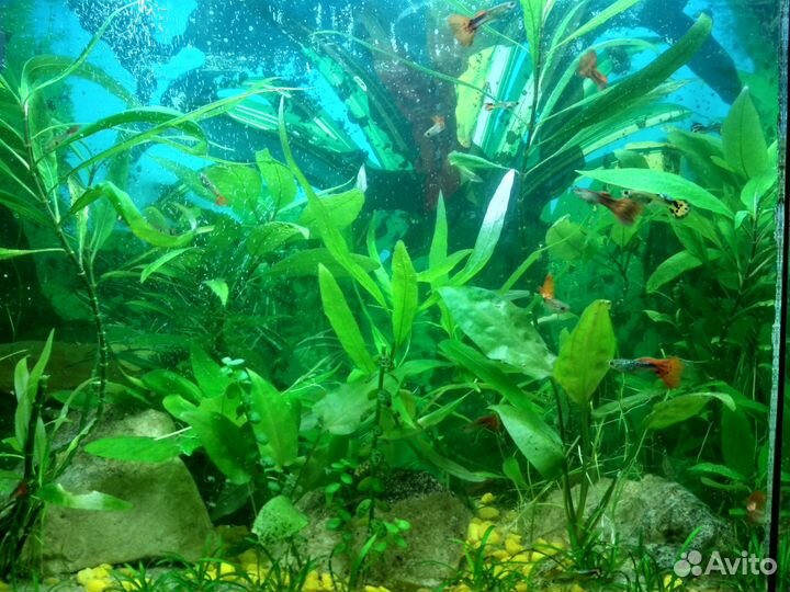 Аквариумные рыбки