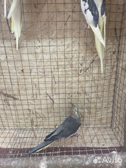 Попугай птенец