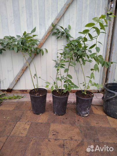 Саженцы голубики