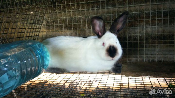 Кролики Калифоонийские