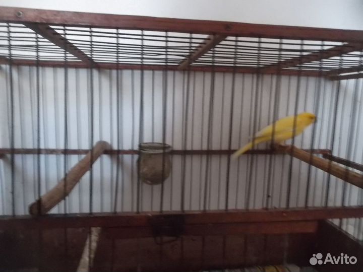 Канарейка кенор