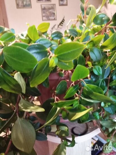 Цветок для дома