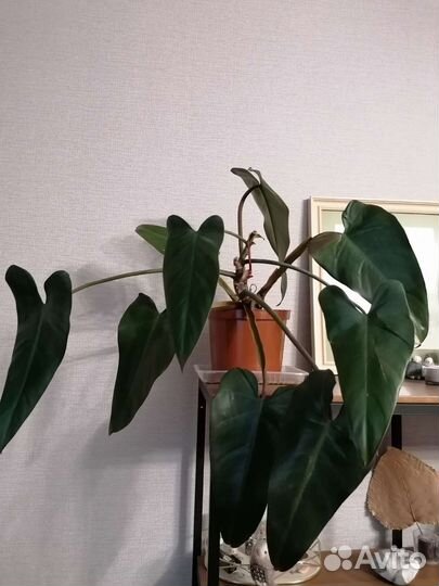 Филодендрон, Сансевиерия, сциндапсус