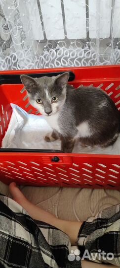 Котëнок ср0чн0