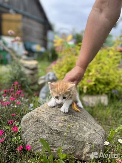 Котенок рыжик в добрые руки