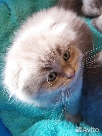 Красотка лиловая