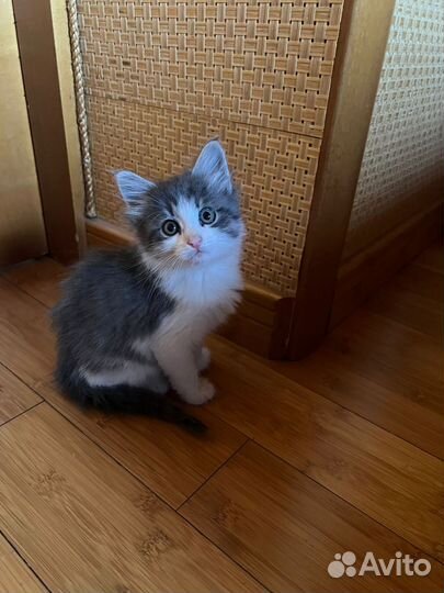 Котёнок в добрые руки