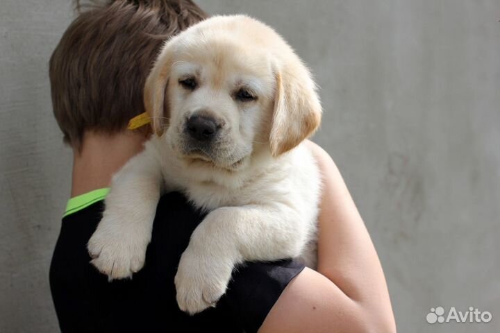 Щенки лабрадора