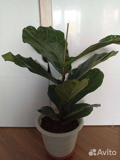 Фикус лирата колумнарис