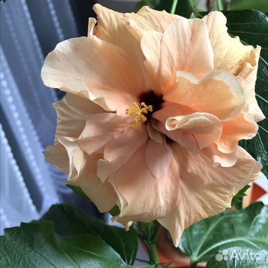 Гибискус Double Peach