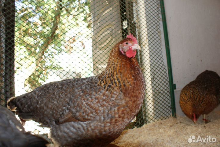 Билефельдер (европейская линия: цыплята, яйцо)