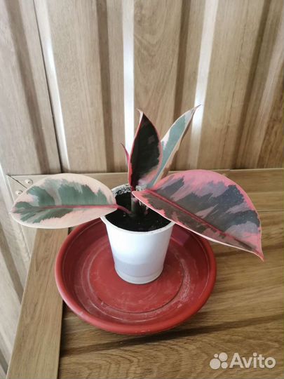 Фикус Белиз и фикус Тинеке