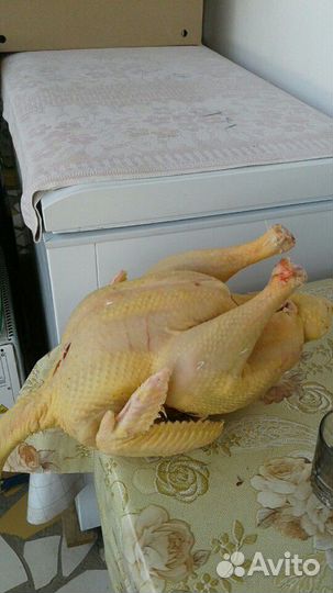 Индейка 