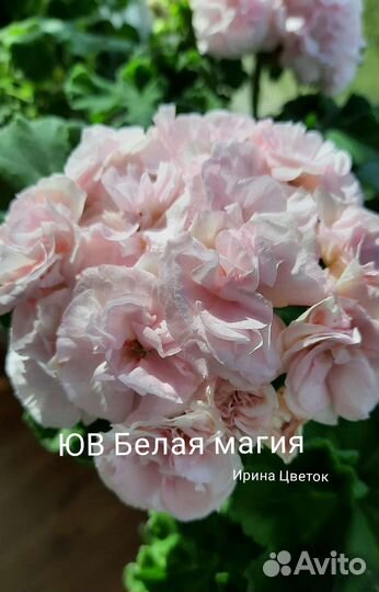 Сортовые пеларгонии Леона Галактика, Ю Мерлезон 2