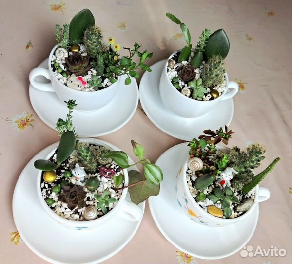 Садик в кружке, листики сортовых фиалок, гиацинты