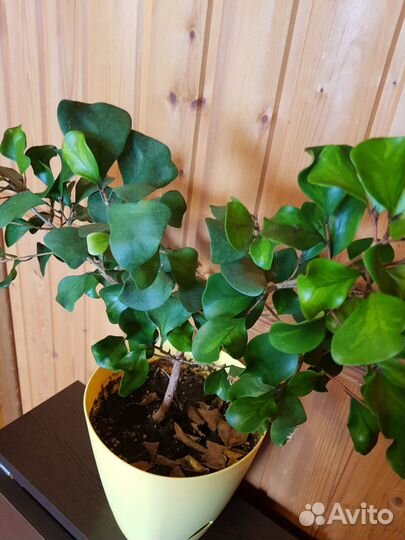 Фикус триангулярис вайт марджин, альбамаргината