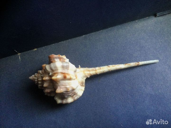Морская раковина Haustellum vicdani 105.9 мм