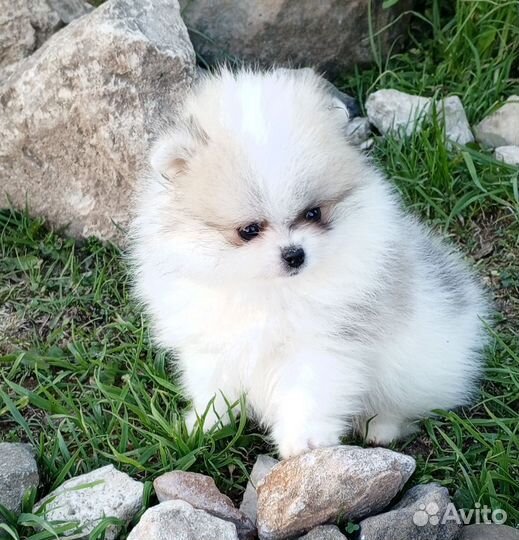 Померанский шпиц мини