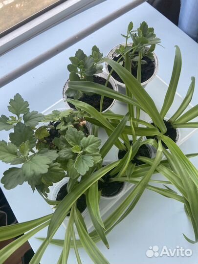 Комнатные цветы