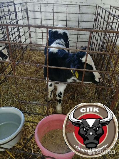 Бычки Телята Быстрорастущие