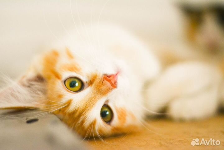 Пушистики котята