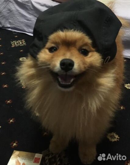 Померанский шпиц вязка кобель