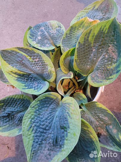 Хоста токудама флавоцирциналис