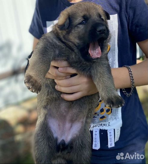 Щенки немецкой овчарки