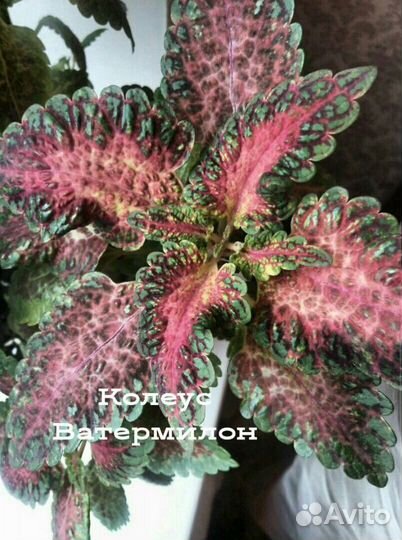 Сортовой колеус