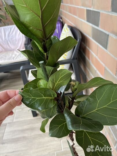 Фикус лирата