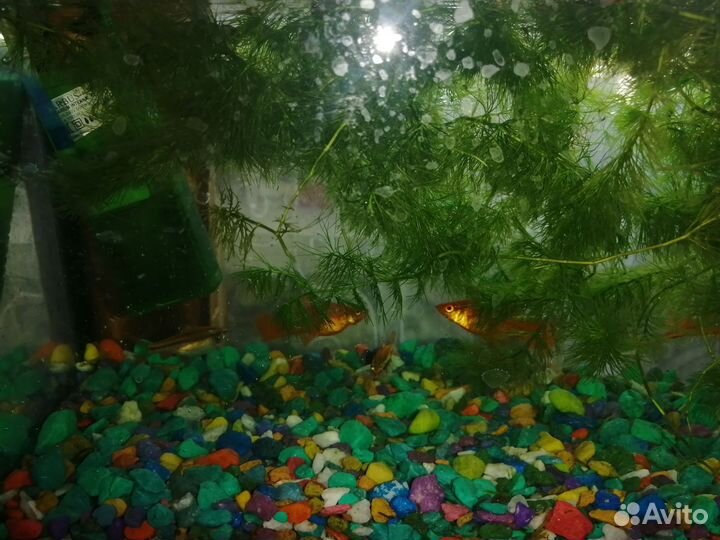 Аквариум с содержимом
