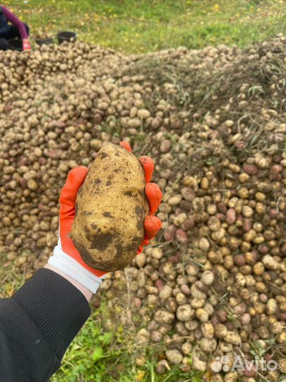 Картофель свежий урожай