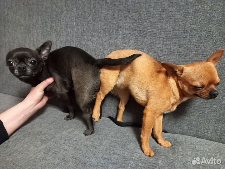 Вязка чихуахуа