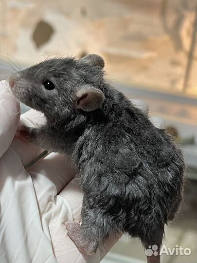 Крысята марбл, девил(рексы и стандарт)