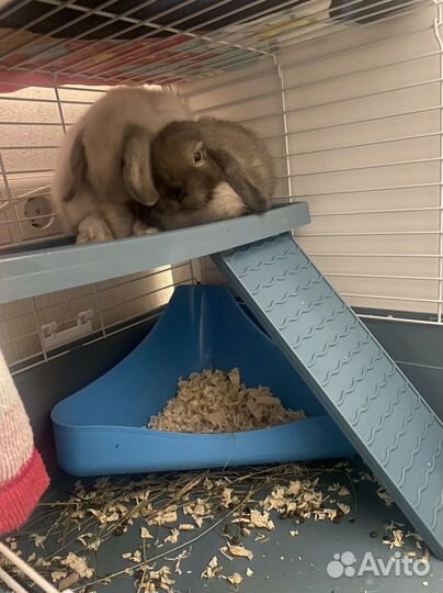 Декоративные кролики