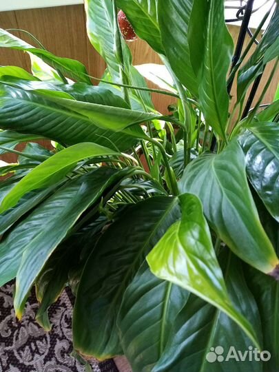 Спатифиллум