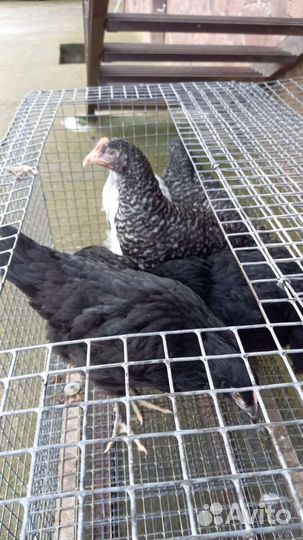 Курочка-молодка