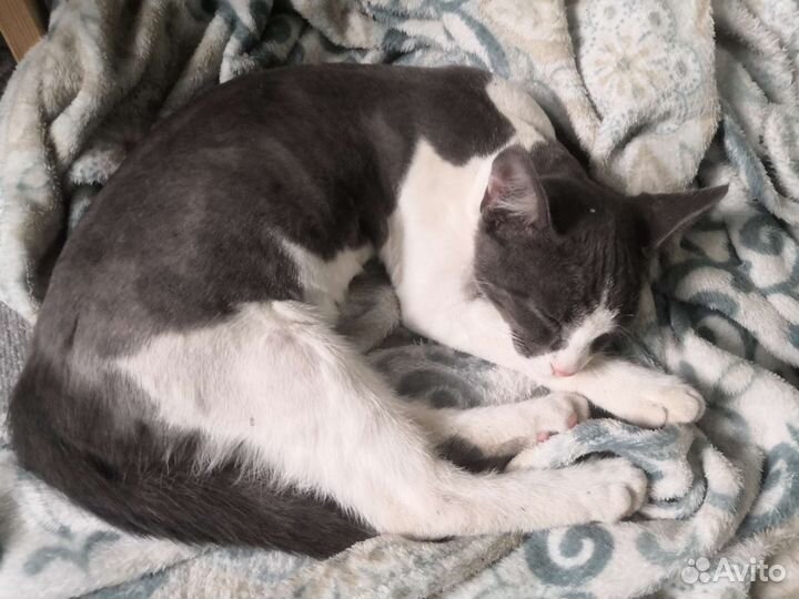 Кошка потеряшка