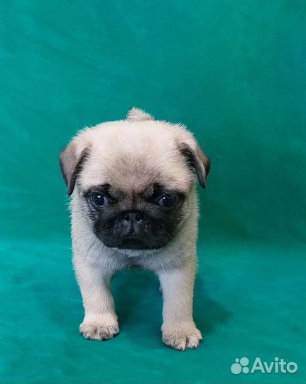 Мопсы, д.р. 21.06.2023г (бронирование)