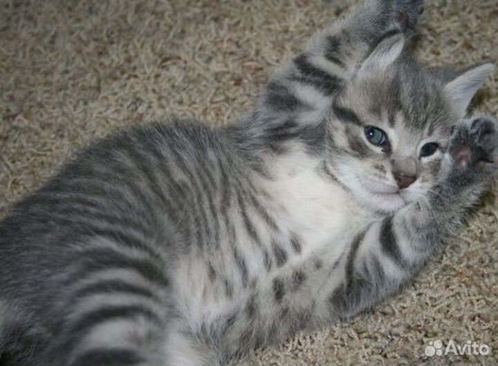 Котята в добрые руки