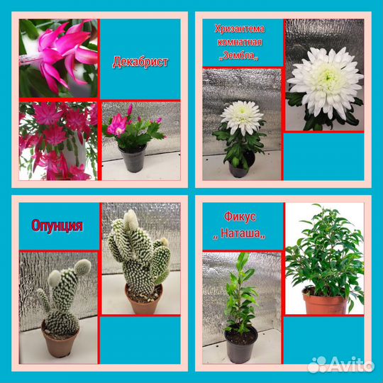 Комнатные цветы