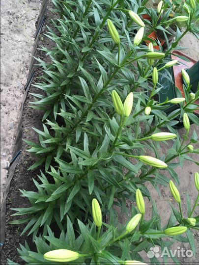 Лилии белые луковицы