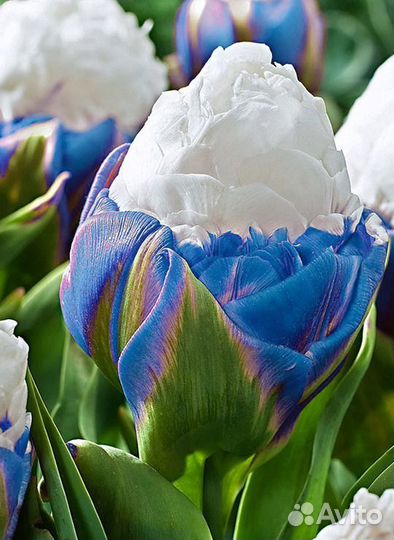 Тюльпан айс крим