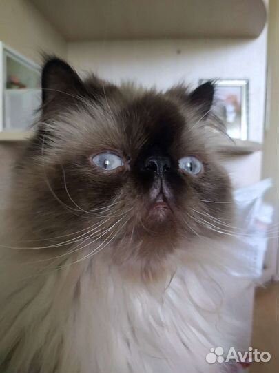 Гималайский персидский котик