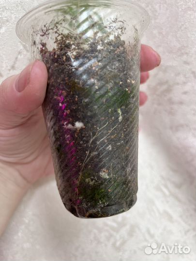 Гранат комнатный, хойи на срез