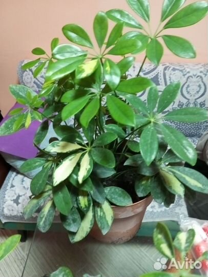 Гибискус китайская роза