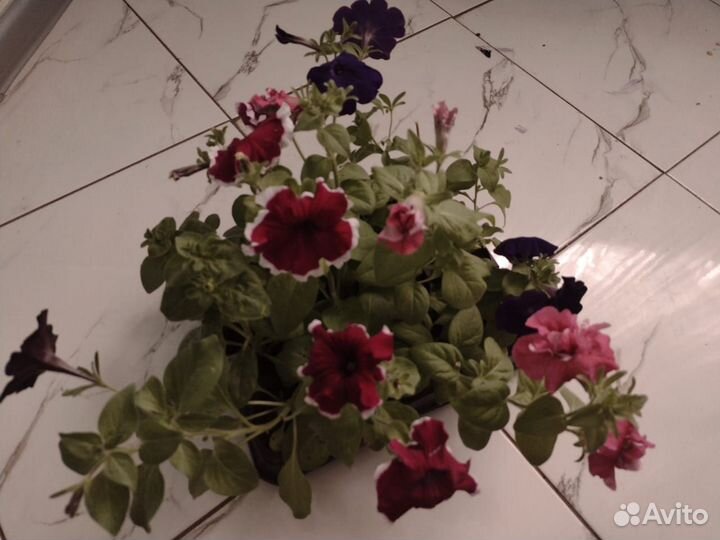 Петуния, помидоры, баклажаны, перцы