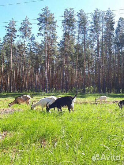 Козье молоко